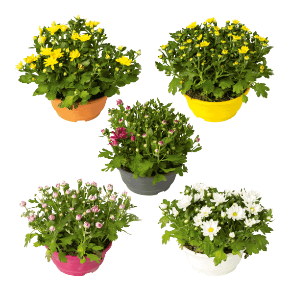 Chrysant