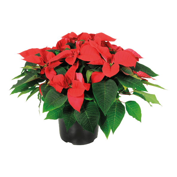 Kerstster