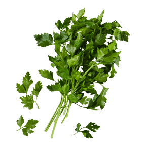 Platte peterselie 