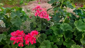 Geranium Pink Splash