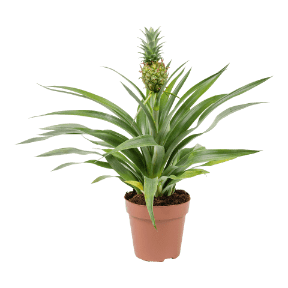 Ananasplant