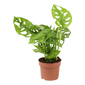 Monstera 'Monkey Leaf'