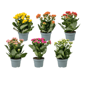 Kalanchoe