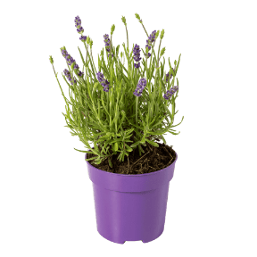 Lavendel