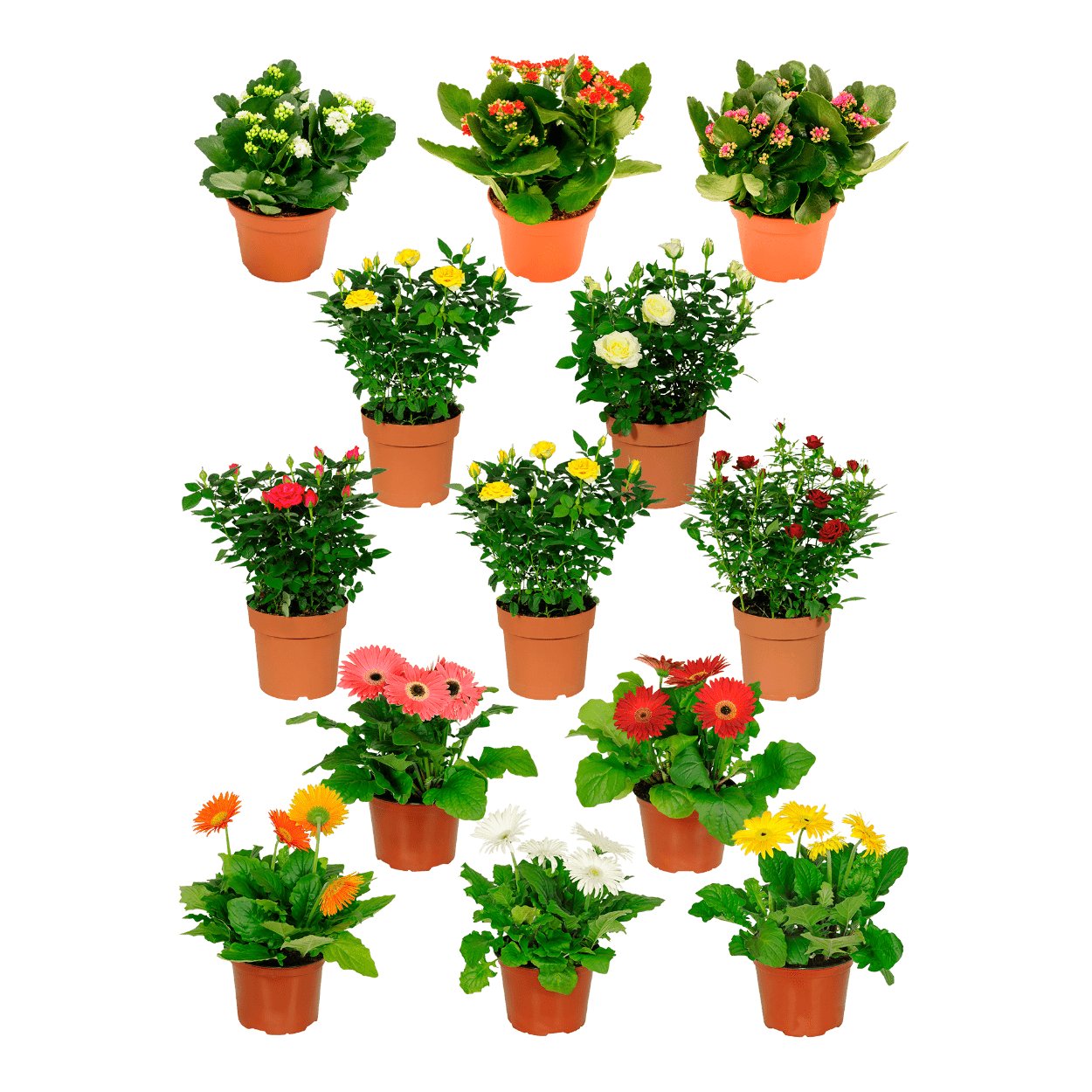 begonie als zimmerpflanze Begonia sizemoreae main image 1