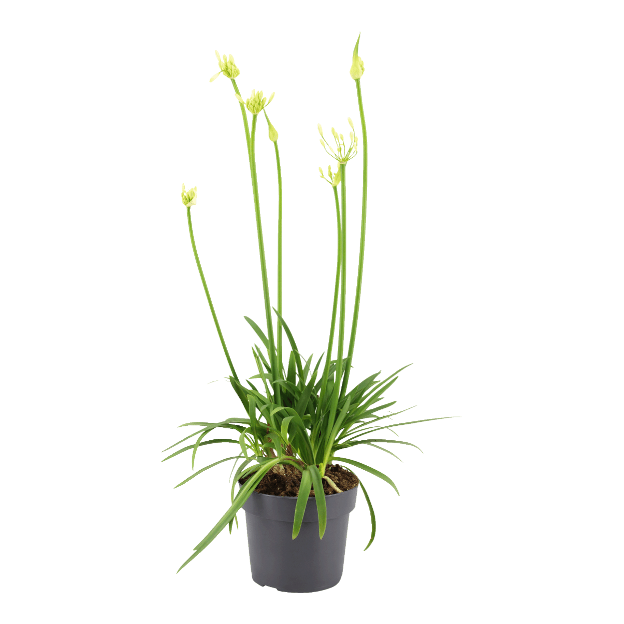 pflanztpfe schwarz ferm LIVING Hourglass Pot Schwarz S  bertopf 42,5 cm
