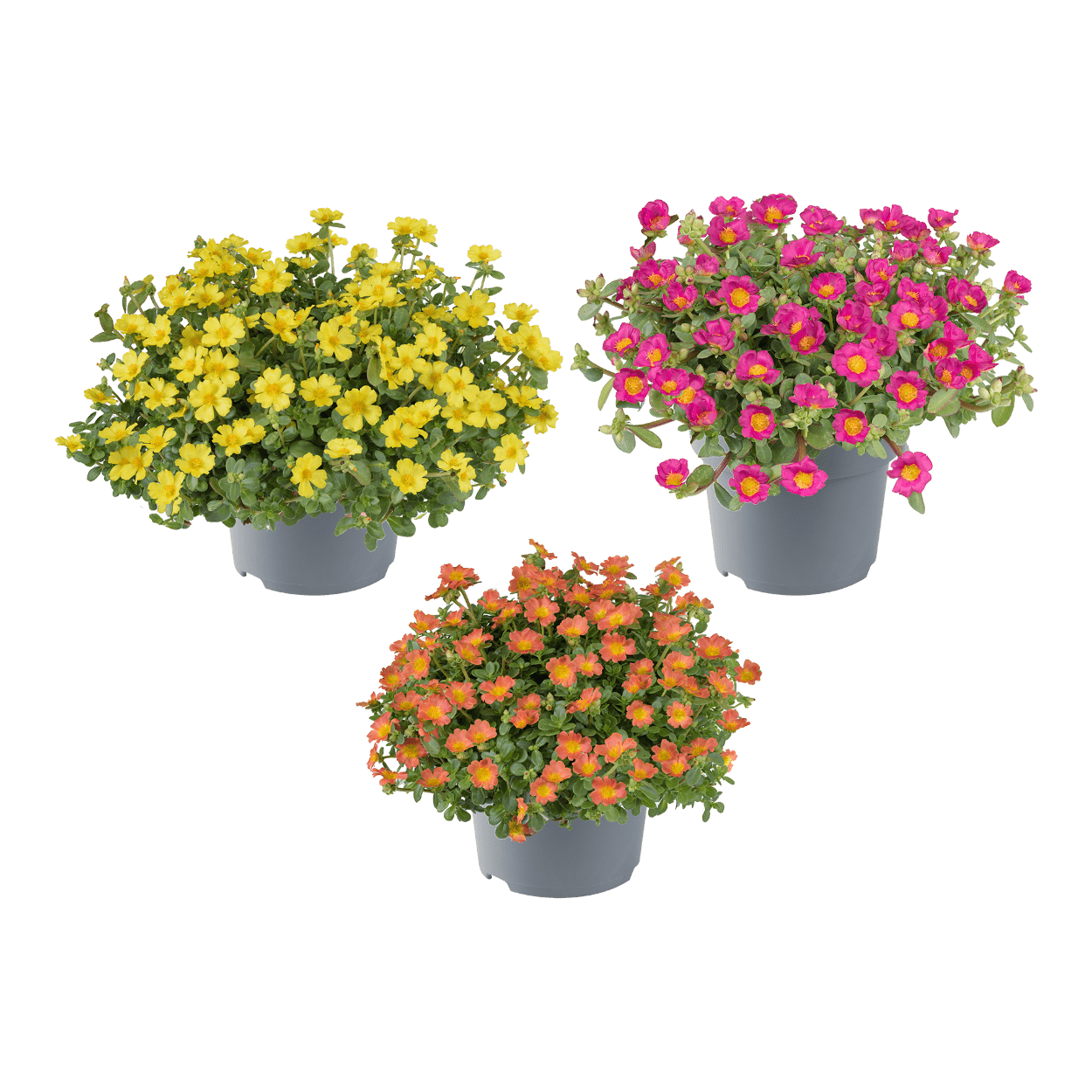 Portulak GARDENLINE gnstig bei ALDI