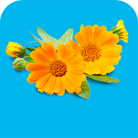 Meer over onze verse bloemen
