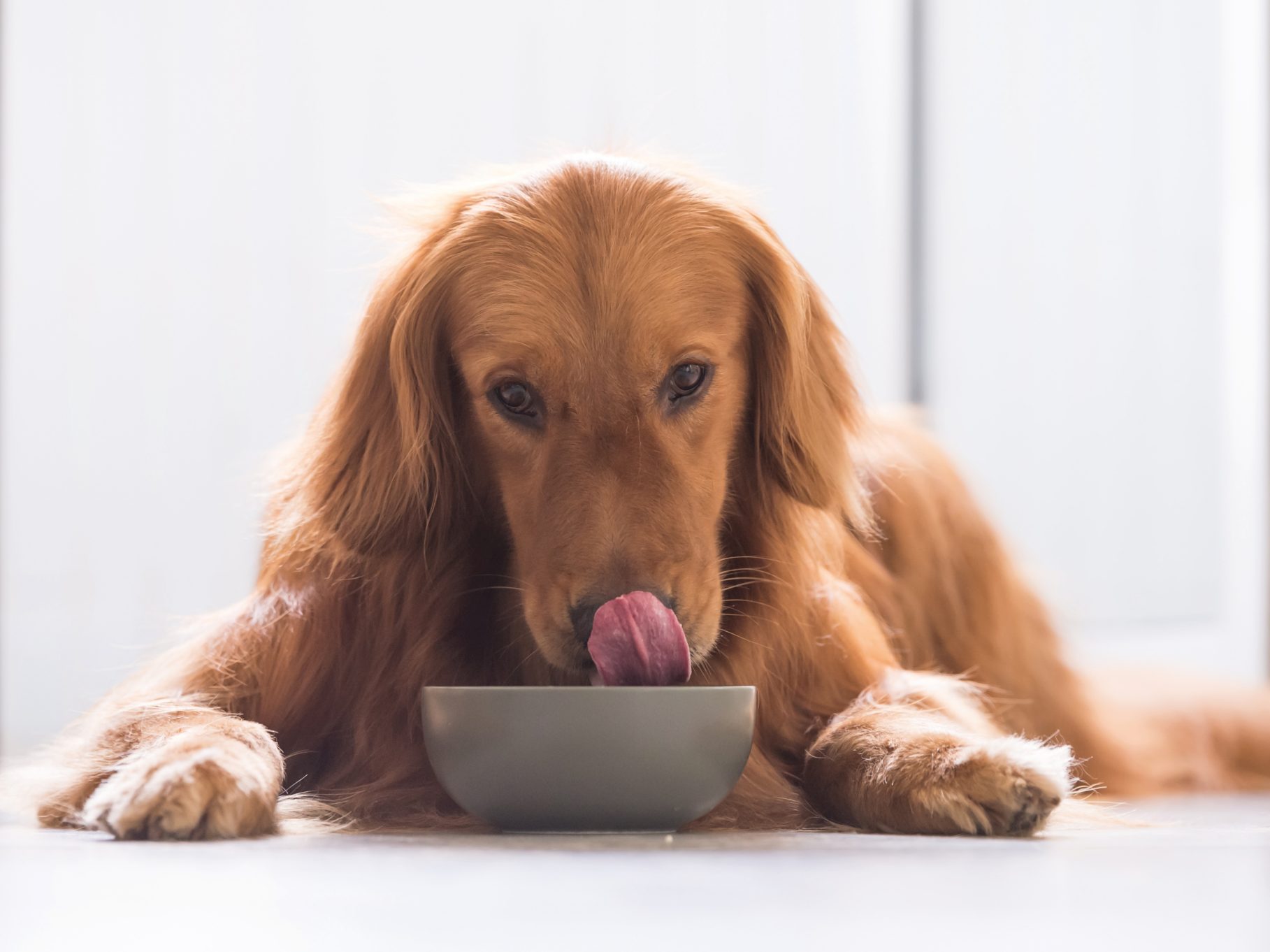 Hundefutter Aldi Belgien